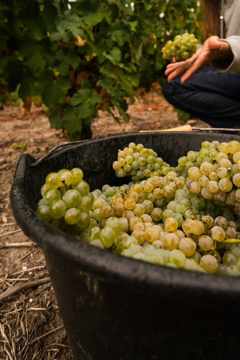 Wine Harvest: Where Great Non-Alcoholic Wine Begins